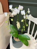 Orchid