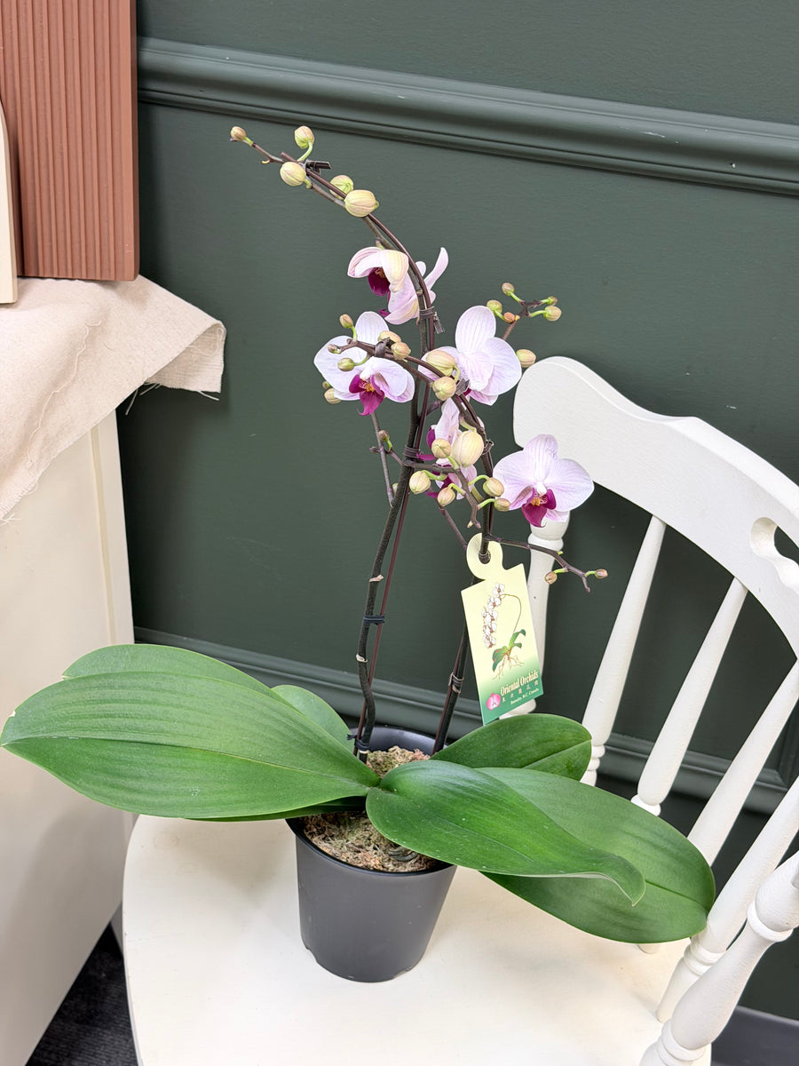 Orchid