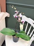 Orchid