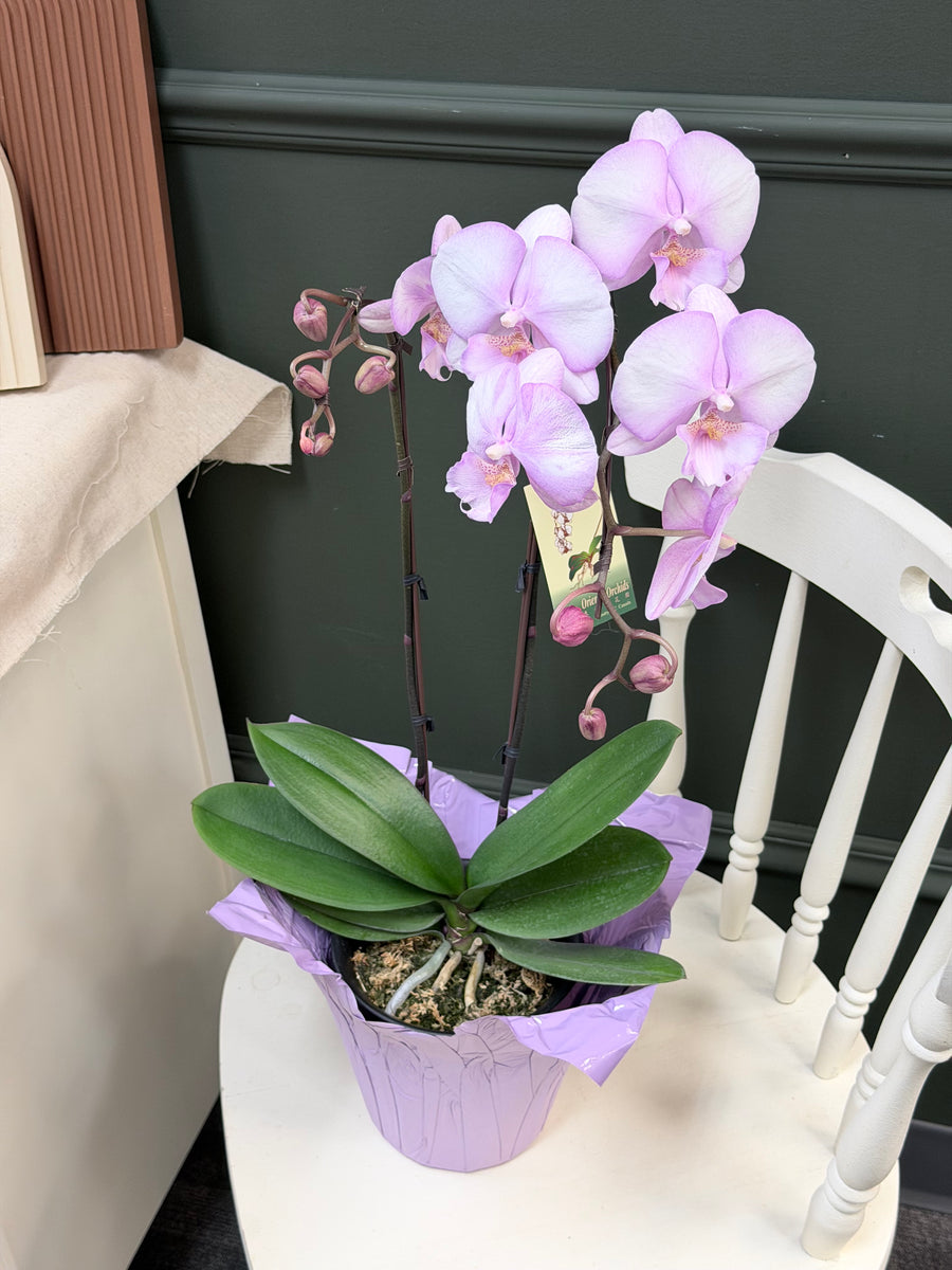 Orchid