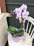 Orchid