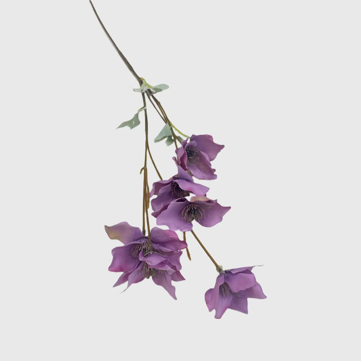 Purple Spray Chinese Rose