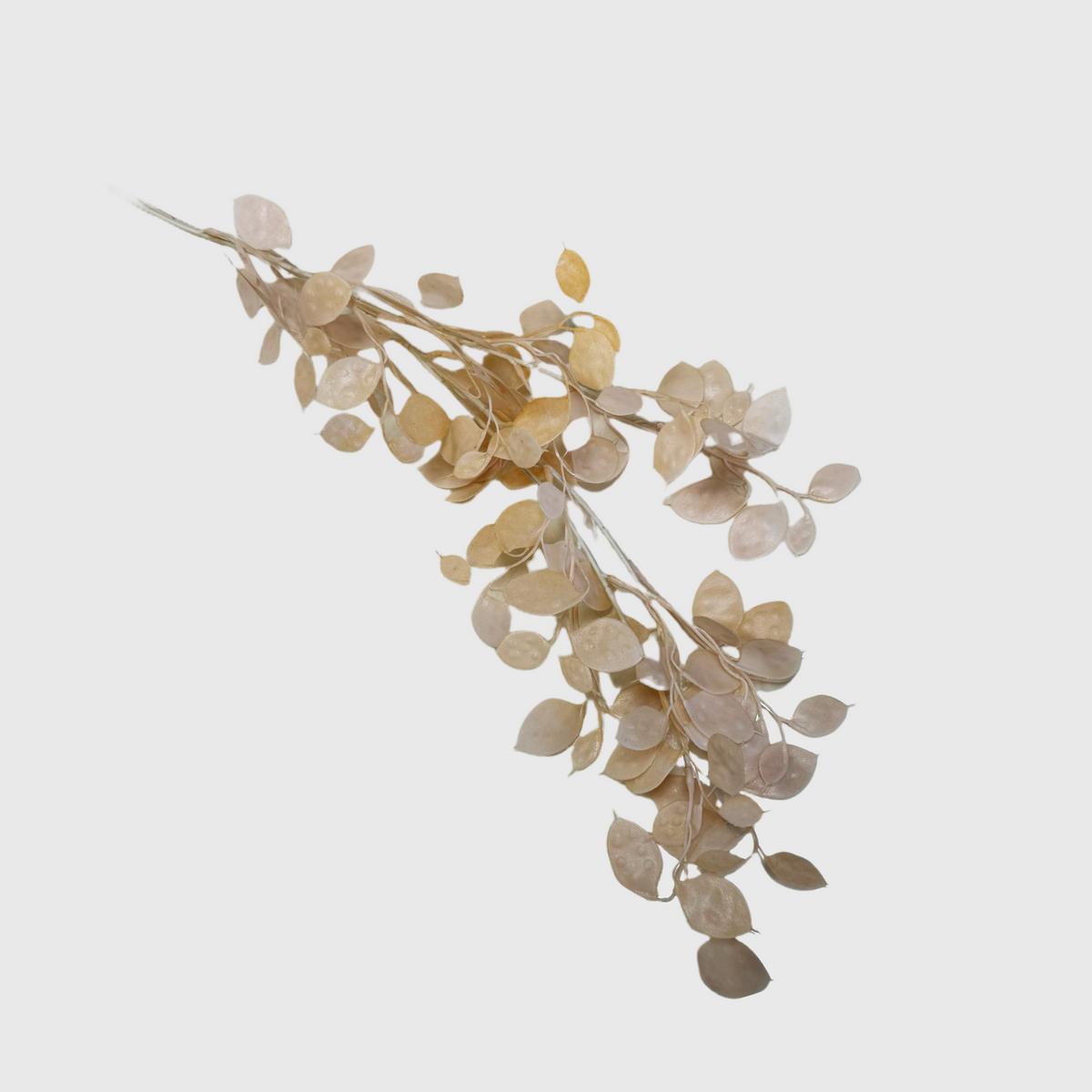 Beige Eucalyptus leaves