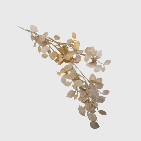 Beige Eucalyptus leaves