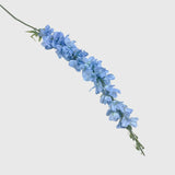 Blue Delphinium