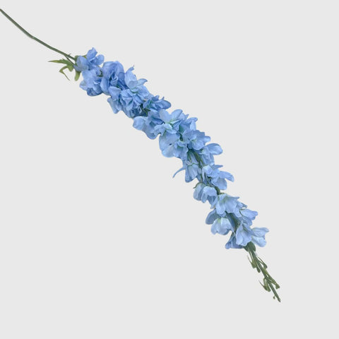 Blue Delphinium