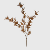 Brown Willow Eucalyptus