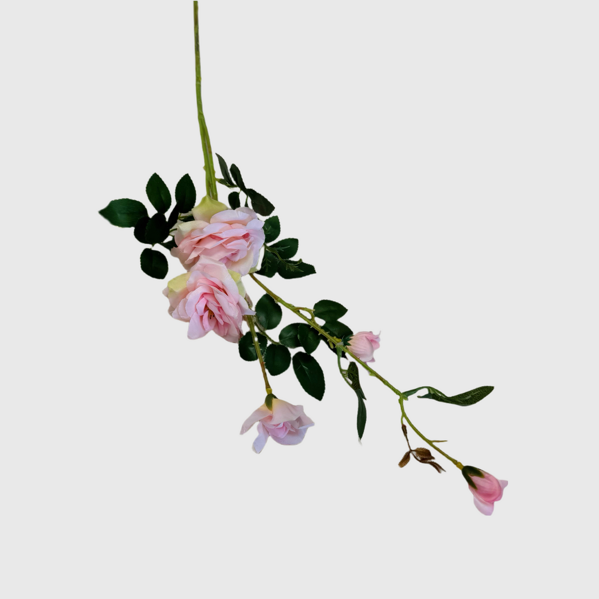 Light Pink Spray Rose