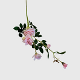 Light Pink Spray Rose