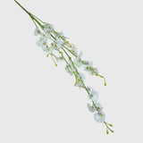 Oncidium Dancing Lady Orchids