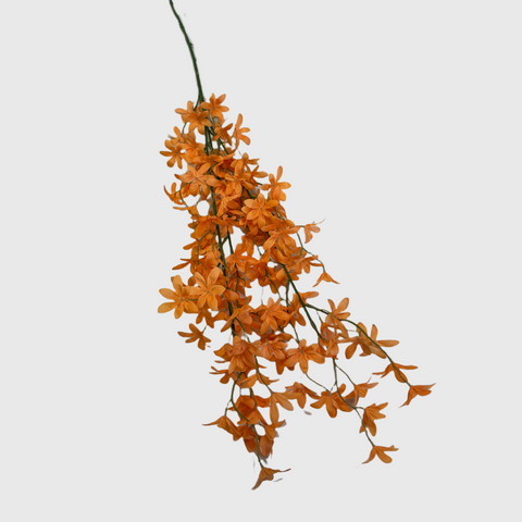 Orange Forsythia Spray