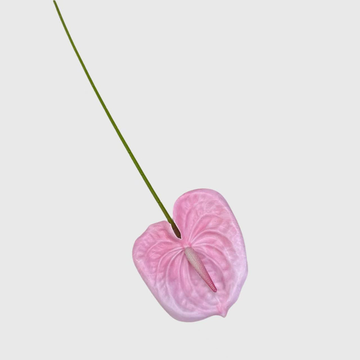 Pink Anthurium Lily