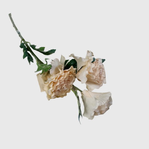 Beige-apricot Garden Rose with Ruffled Petals