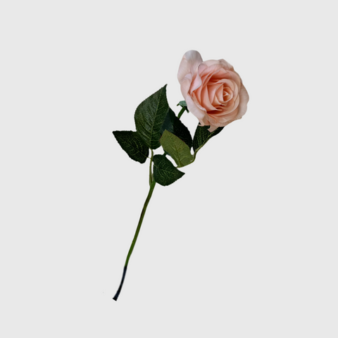 Light Pink Rose