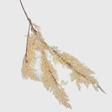 Pine