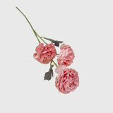 Pink Spray Carnation