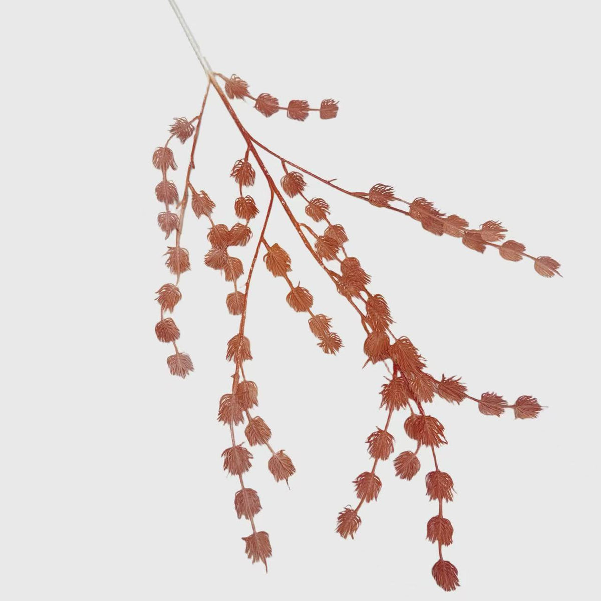 Red Hanging Amaranthus