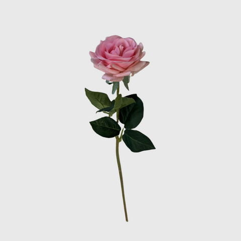 Pink Rose
