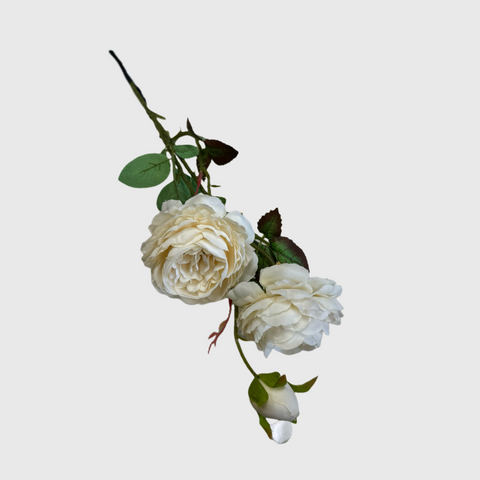 Garden Rose White
