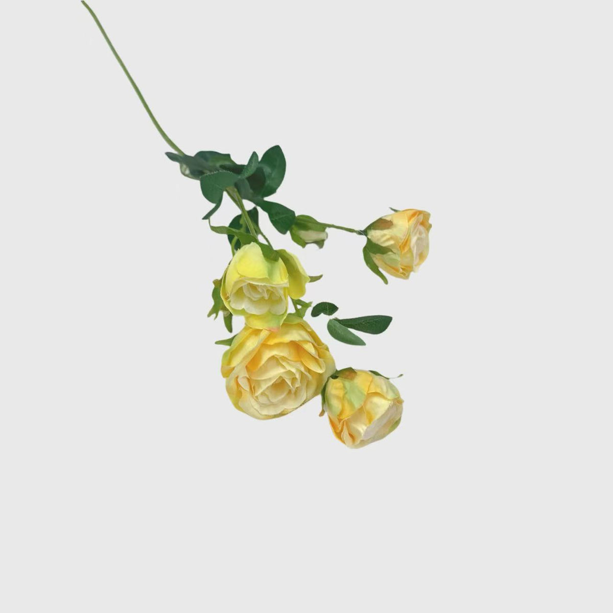 Yellow Spray Rose