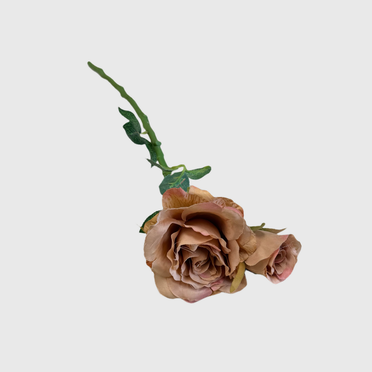 Caramel Rose