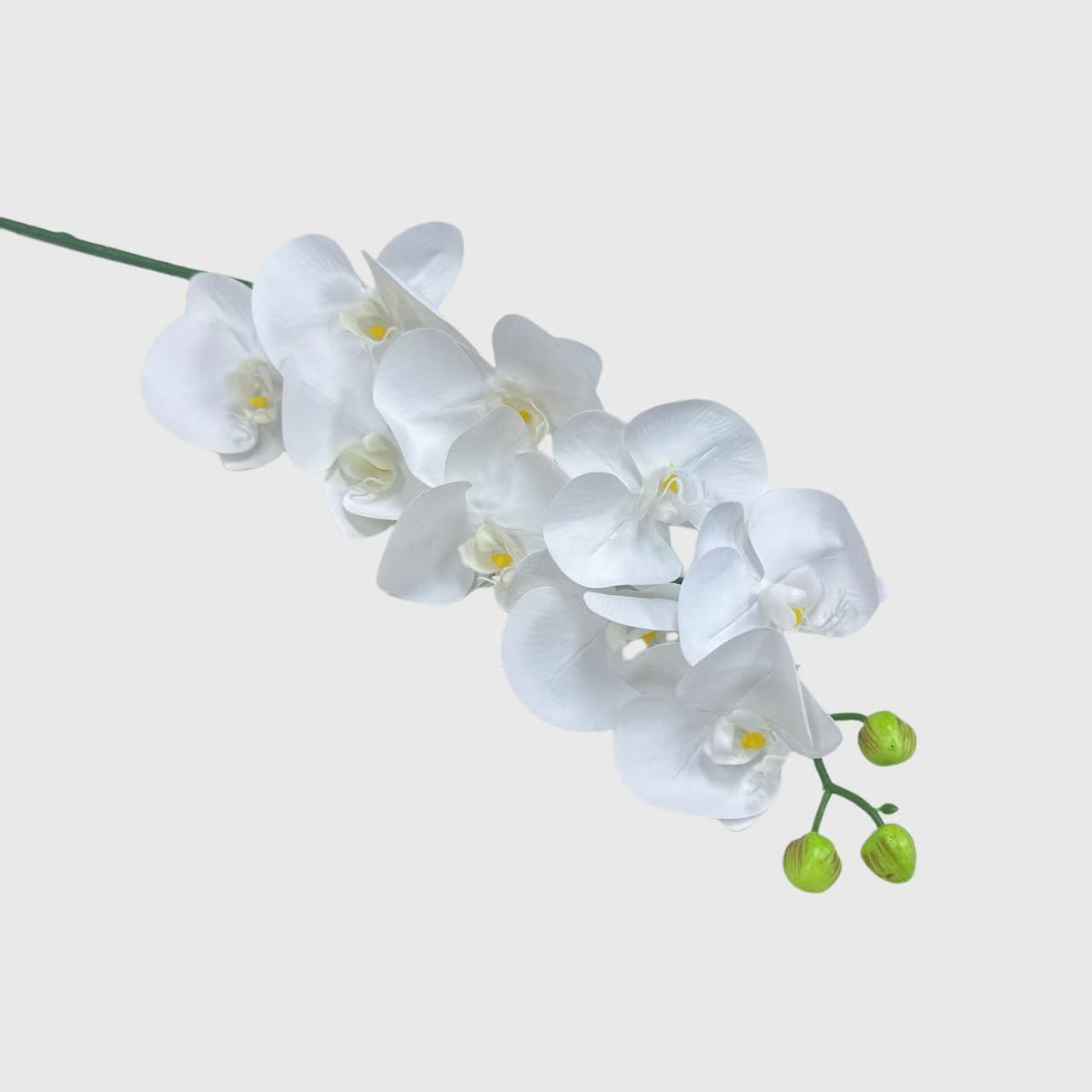 White Phalaenopsis Orchid