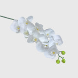 White Phalaenopsis Orchid
