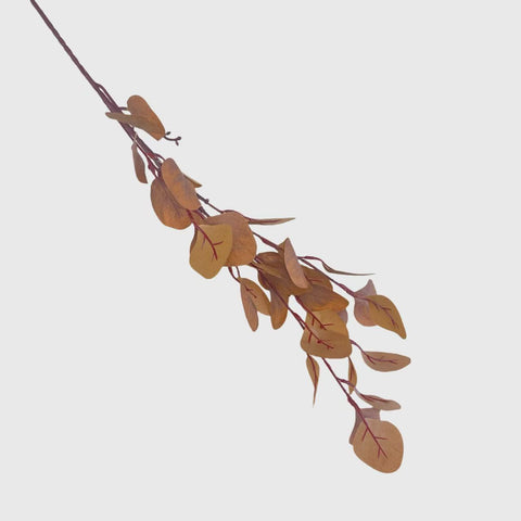 Eucalyptus Leaves