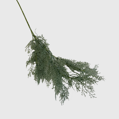 Cedar Leaf
